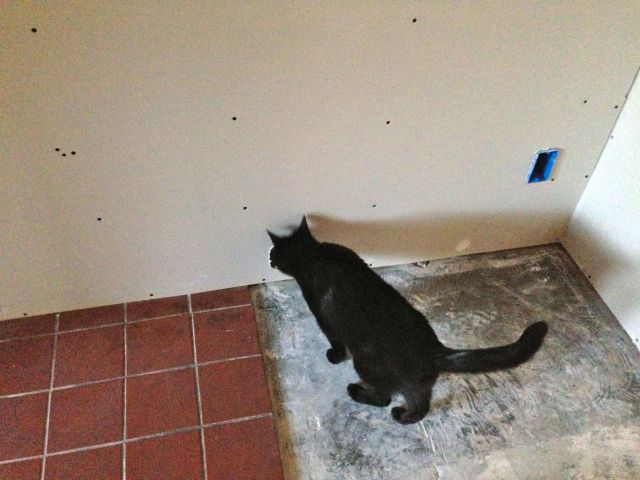 Spirit kitty is doing her own inspection of the work.