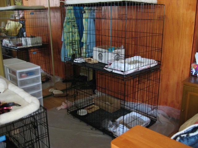 Instead of kids we now have cats in the guest room.