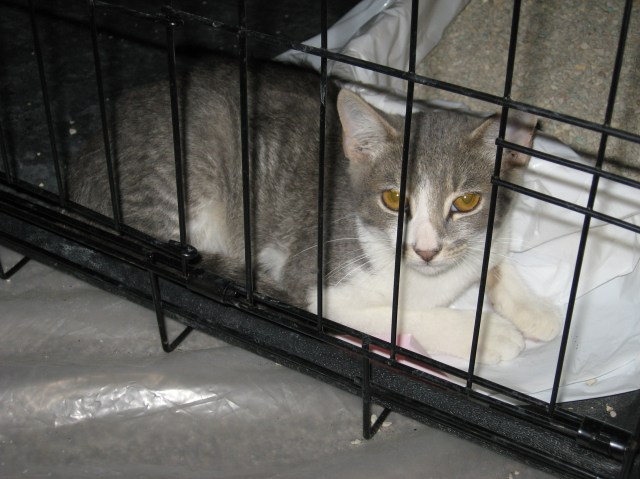 Socks didn't like her picture being taken.