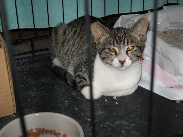 Boots is starting to like this living in a cage with room service and daily cage cleaning.