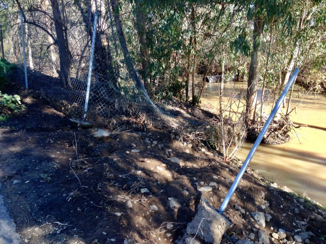 and this is where the fence went - downstream and wrapped around some trees.